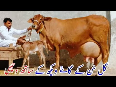 Frzian Sahiwal cross cow for sale (03005104051)in Pakistan 29-6- 2026
