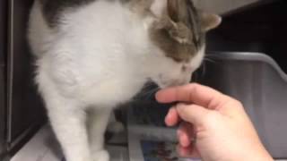What's at the Bay County Animal Control Shelter