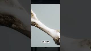 Understanding ankle anatomy can be key to preventing injuries!