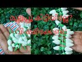 How to make clay Jasmin buds garland#diy onam crafts#clay കൊണ്ടൊരു മുല്ലമൊട്ട് മാല ഉണ്ടാക്കിയാലോ🏵️