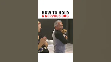 How To Hold Small Dogs Without Being Nervous Puppy Dogtrainer 