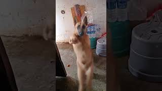 🐶 Yeh kutta to superstar nikla! Dog dancing like a pro 😍🔥 #shorts