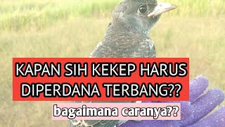 TUTORIAL | PERDANA KEKEP BABI FF PART 2 Buat pemula