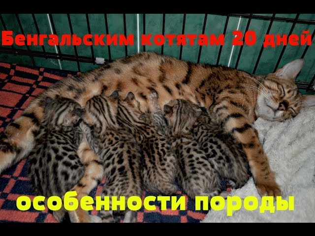 Бенгальским котятам 20 дней. Особенности породы.