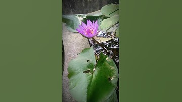 Thumbnail of Mưa tháng sáu ft kissting my tatto remix