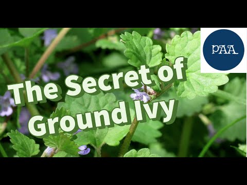 Ground Ivy:What!? Ground Ivy is Edible! And Other Secrets You Don't Know about Ground Ivy.