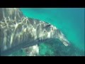 Huge 10 ft Hammerhead Shark Bumps Diver in Florida Keys! || Islamorada Shark Encounter