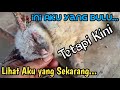 MASIH INGAT DENGAN KUCING INI? BEGINI KONDISINYA SEKARANG