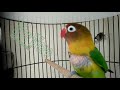 Love Bird Gila Ngekek Panjang Buat Pancingan Kicau Mania Omkicau(.mp3 .mp4) Mp3 - Mp4 Download
