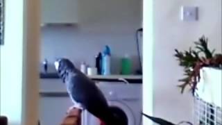 33 THE African Grey! Ruby, The Swearing Parrot  X Rated Parrot   134