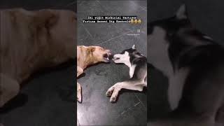 Iki Yiğit Çıktı Meydana😆 Diş Kontrol🤣 Resimi