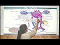 CARDIOVASCULAR SYSTEM (ANATOMY)(GNM 1sT YEAR)