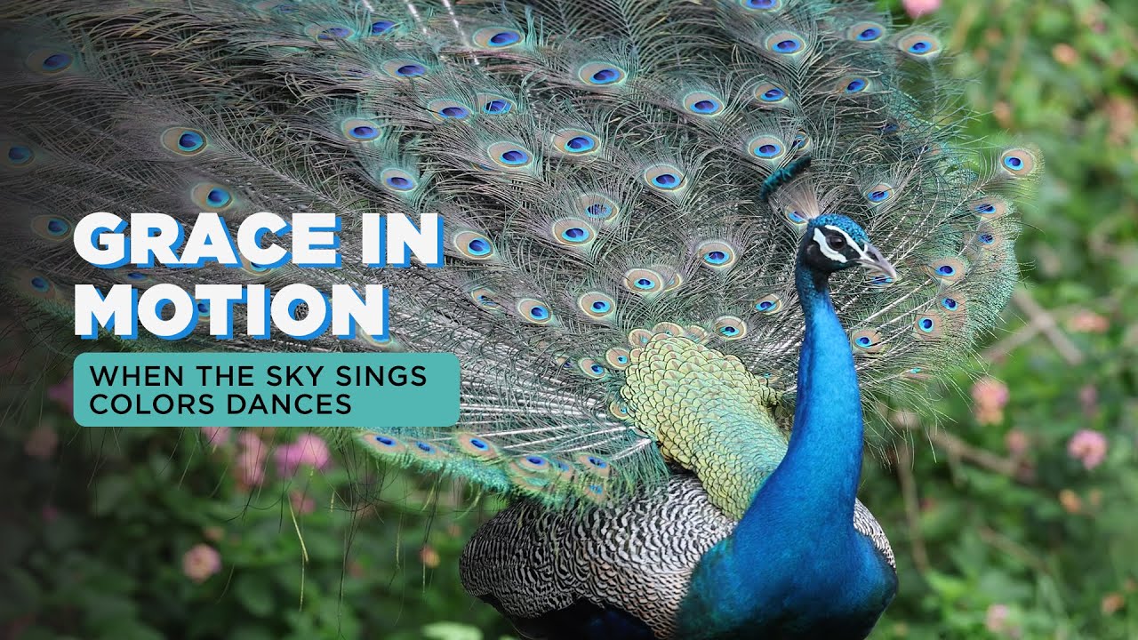Grace in Motion: The Peacock's Dance in Monsoon Splendor | Shot by Ajit Hota