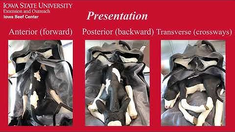 Cow Tip Tuesday When to Intervene During Calving