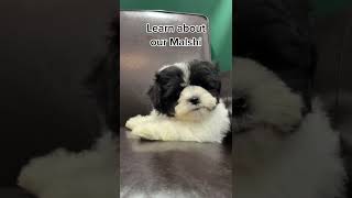 Fun Facts About Malshi Puppies