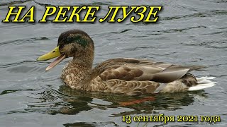 НА РЕКЕ ЛУЗЕ.13 сентября 2021 года.