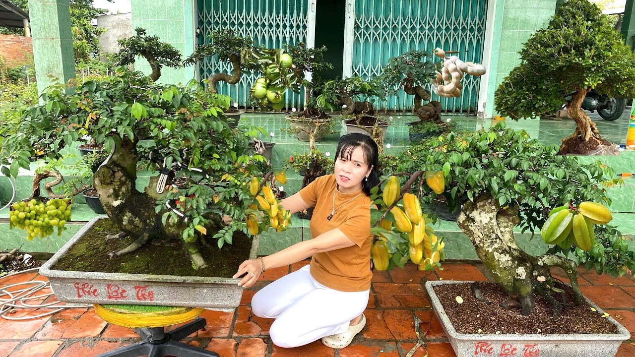 Trung Hiếu bonsai 28/12 chào bán - Cây Cảnh, Hoa Kiểng, Ăn Trái đa dạng chủng loại