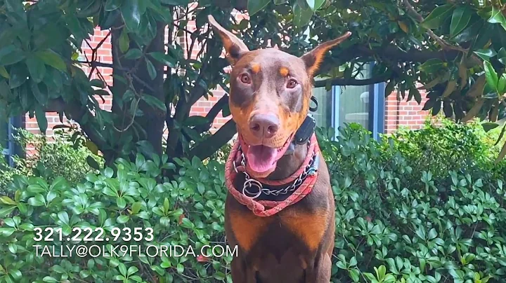 7mo Doberman "Ragnar" | Tallahassee Dog Trainers | North Florida Dog Trainers