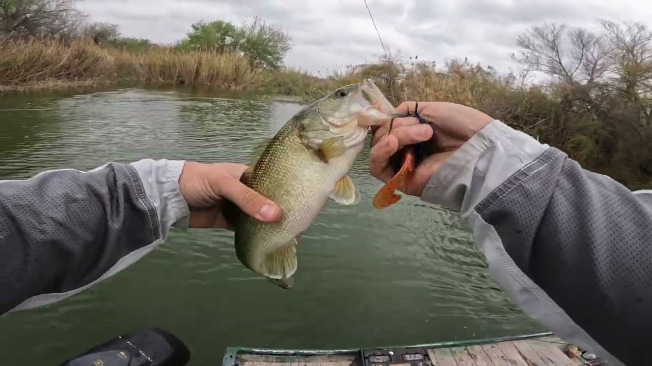 Pre spawning bass fishing at the river catch and cleaning  @LewsFishing @morganwallen