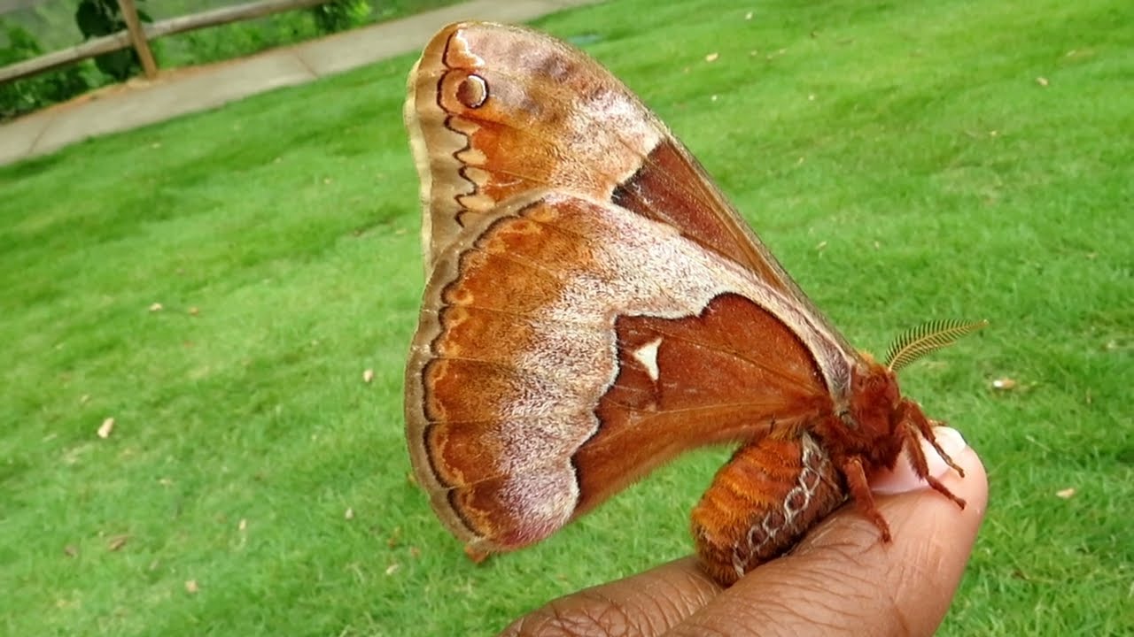 Visiting Morgan Falls Park with Tulip the Tulip Tree Silkmoth! Memories from last year: 06/01/2024 ❤