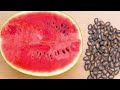 তরমুজ চাষ পদ্ধতি-Watermelon Cultivation System | কৃষি সমাচার