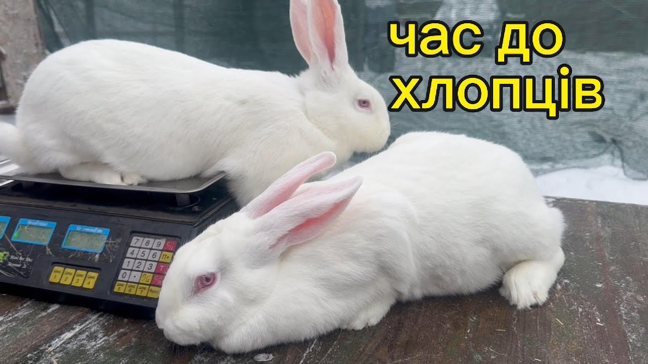 Коли парувати кролів. Вага молодих кролиць в 4 місяці.