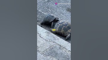 Turtle vs Rabbit: The Ultimate Race Showdown