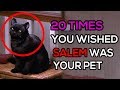 20 times you wished salem was your pet
