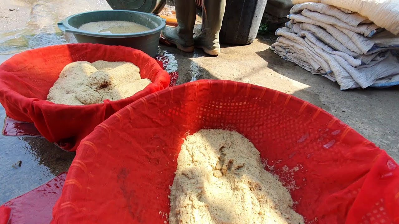 Cara pemula budidaya jangkrik gampang 