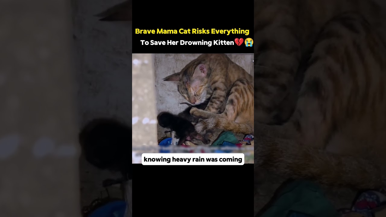 Brave Mama Cat Risks Everything to Save Her Drowning Kitten!