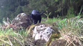 Border X Patterdale Terrier Midge