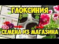 ВЫРАЩИВАЮ ГЛОКСИНИИ ИЗ МАГАЗИННЫХ СЕМЯН. Глоксиния от посева до цветения