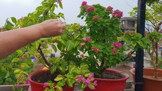 How to Grow Bougainvillea by Cutting || Best Flowering Plant - Bougainvillea || Fun Gardening