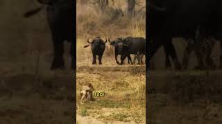 Lion vs Bull who wins | Unique facts #youtubeshorts #animals #animals #shorts