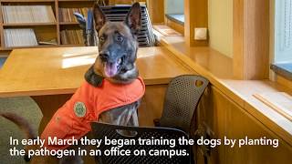 Dogs trained to detect oak wilt, invasive species