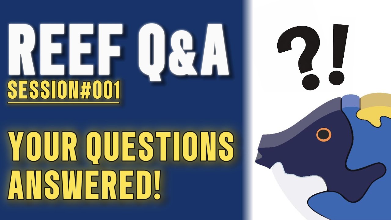 Leonardo's Reef | Reef Q&A | Session 