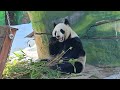 Панда Диндин / Giant Panda Dindin