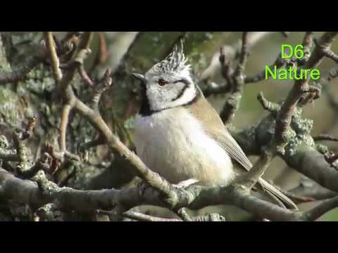 хохлатая синица на казахском языке Синиця чубата (UA) Хохлатая синица (RU) European crested tit (UK) Lophophanes cristatus