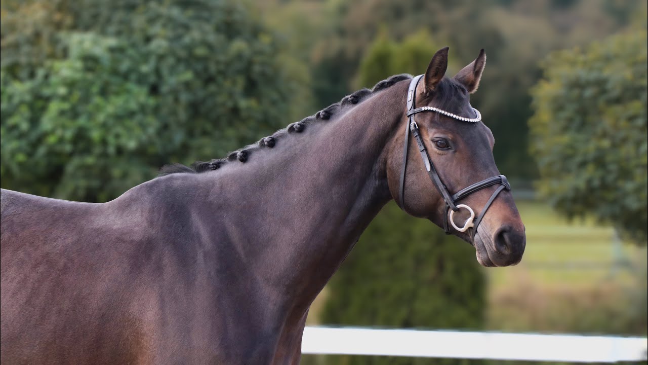 *2019 gelding Allrounder von Karajan SOLD