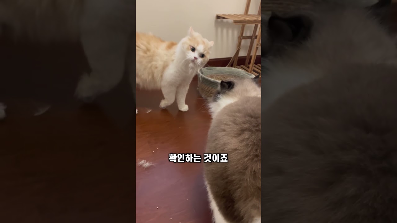고양이가 울부짖는 이유 #동물 #지식 #고양이