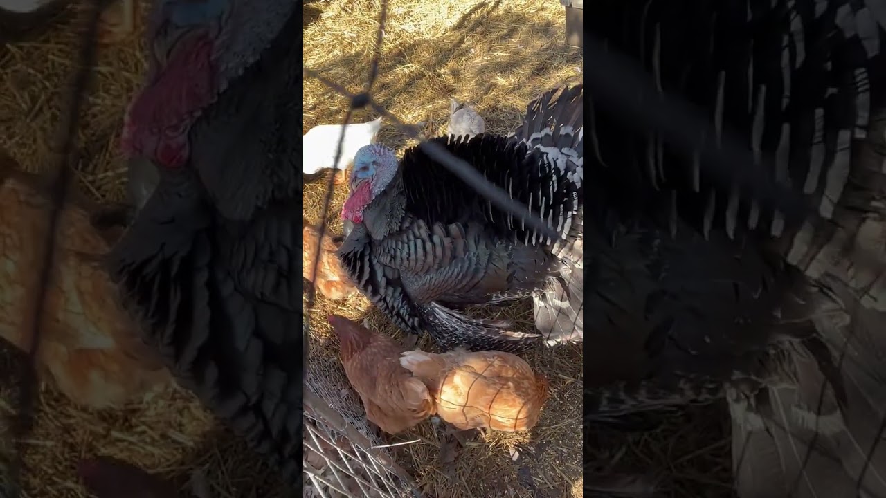 Turkey drumming