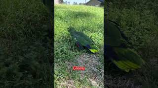 Daily Walk with Greeny #vlog #pets #parrot