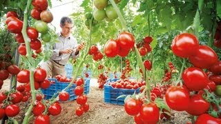 Inauguran planta de distribución de fertilizantes Yara