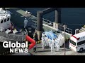 Coronavirus outbreak: COVID-19 cases spike on quarantined cruise ship docked in Japan