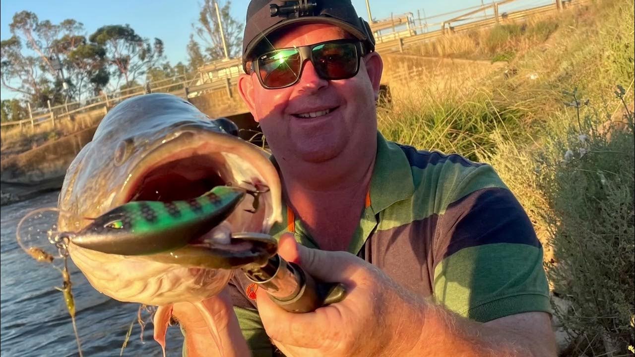 Murray Cod on lures in the channel, Loona Lures, Assassin Spinnerbaits