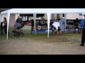 1st Annual BBCR Fall Bully Fest Kerman Ca, Best in show 2 1st Annual BBCR Fall Bully Fest Kerman Ca, Best in show 2