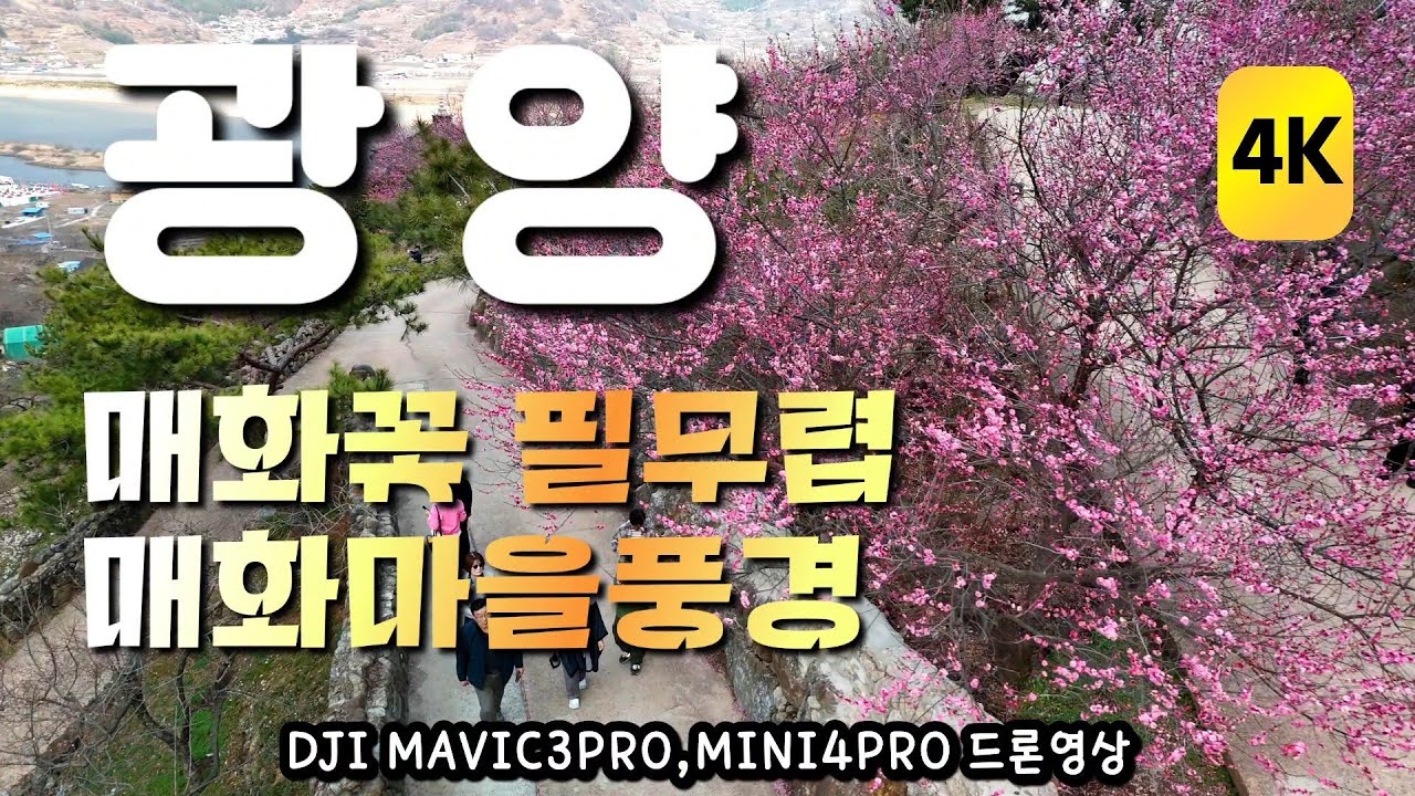 광양/매화마을/2026년매화축제/홍매화/4K드론영상