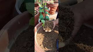 Baigan Ke Taje Achche Phal Chahiye To Aisa Kre Caretips.