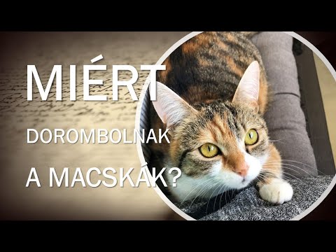 Videó: Miért Alszanak A Macskák Ennyit?