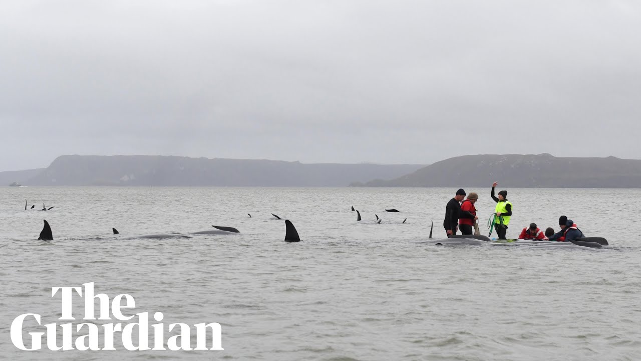 380 whales dead in worst mass stranding in Australia's history, Whales